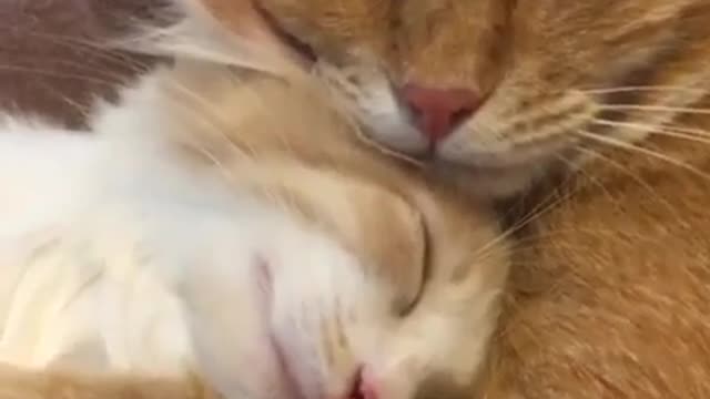 Mother cat and child cat.