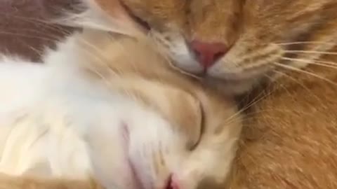 Mother cat and child cat.