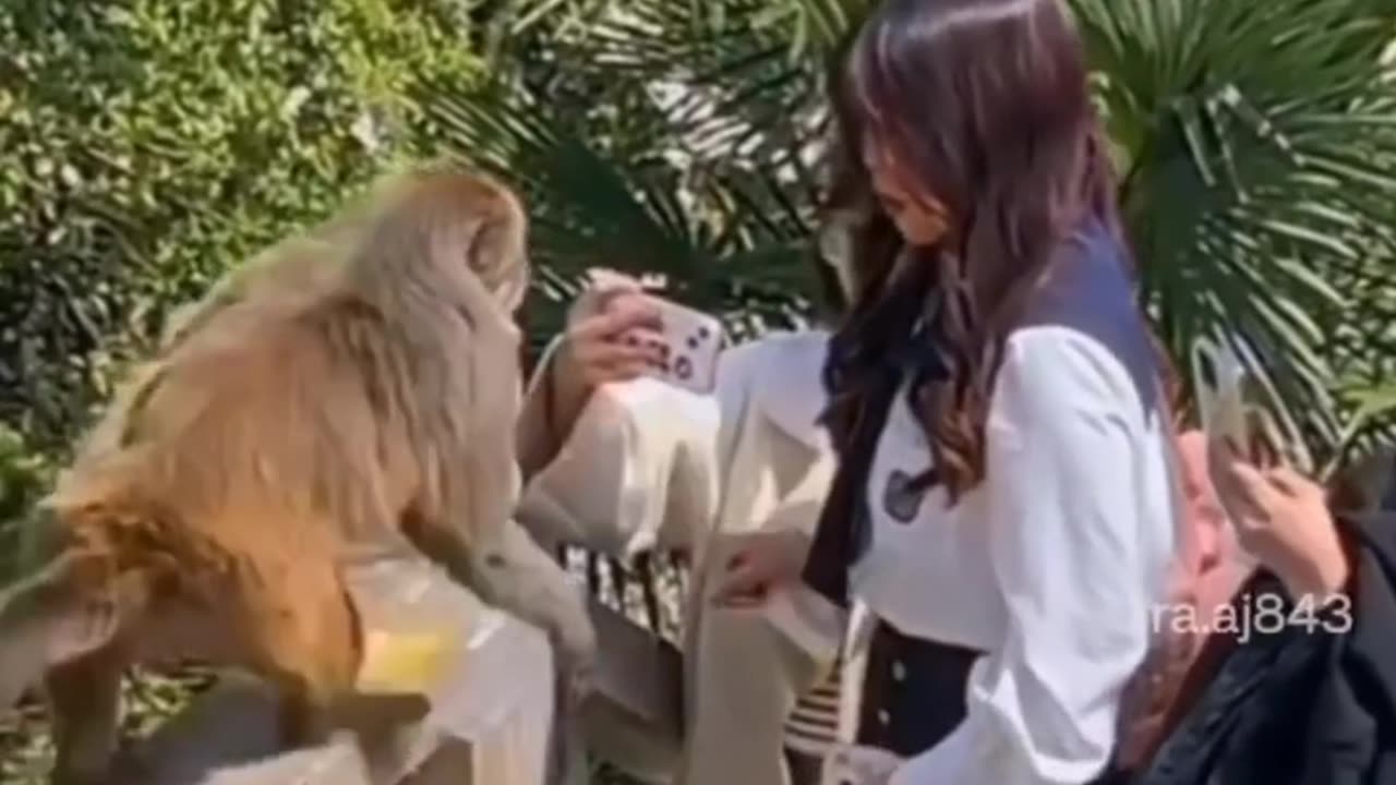 Monkey slapped the girl 😂