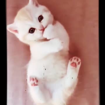 Funny cat what's app status video ❤️👌👌😁🐅🐅🐅🐅