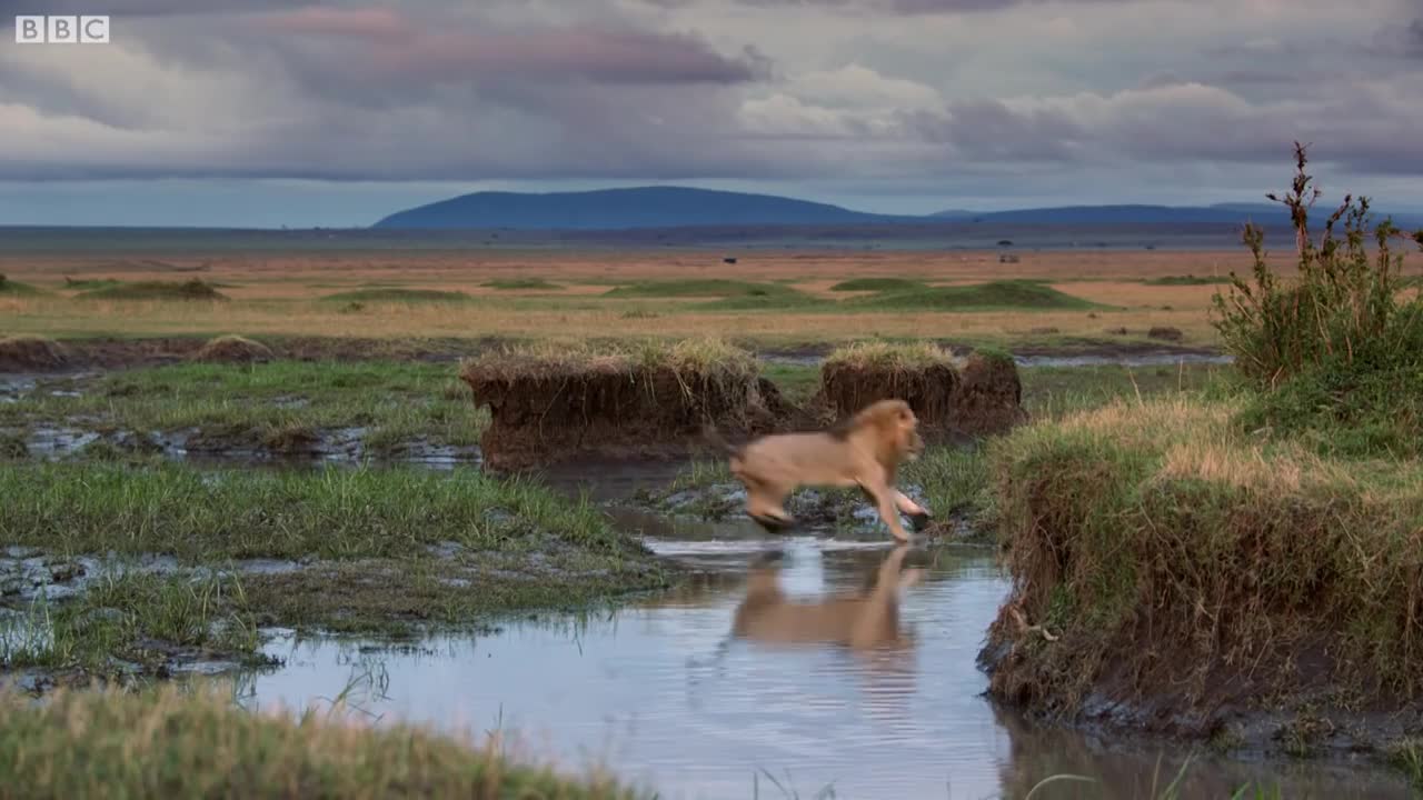 Lion attacked needs help