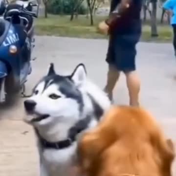 Hilarious Tales of Dogs Shouting for Fun!"
