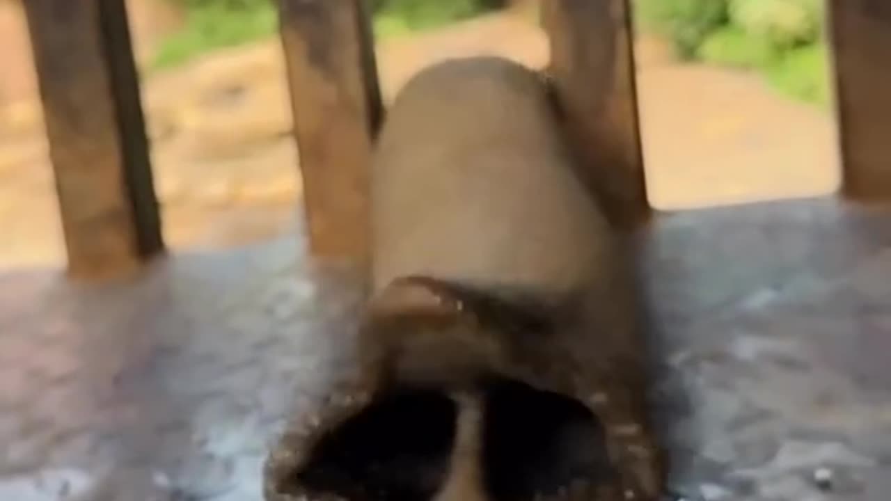 Elephant Beggar