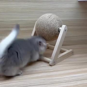 Cat playing with toy