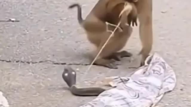 Monkey with fack snake video