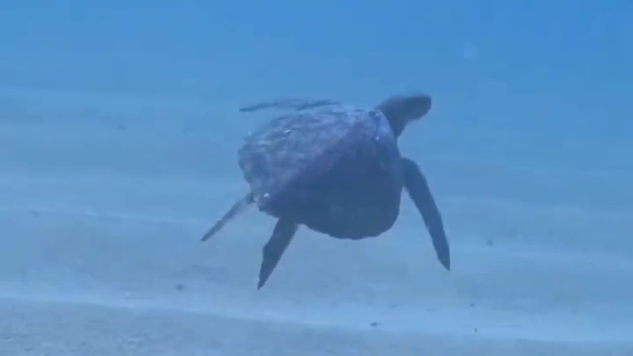 Loggerhead Sea Turtle Takes Flight