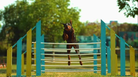 Look at this amazing jump of this Doberman