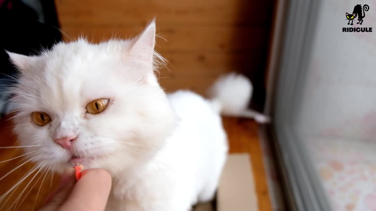 Sweet Baby Cat Kitty 4k