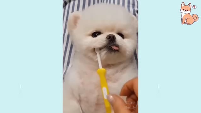 Cute Puppies Cute Funny and Smart Dogs Compilation final