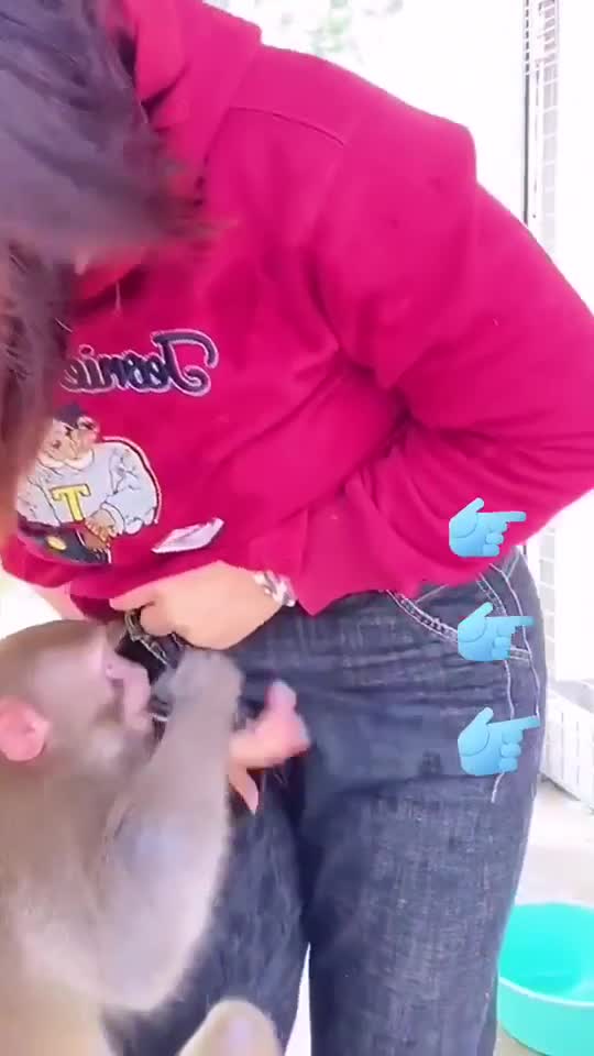 When a monkey opened the zip of a young girl's paint