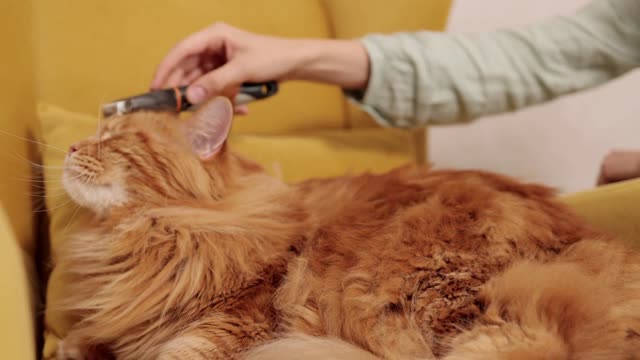 Love pets beautiful cat 🐱🐱🐱