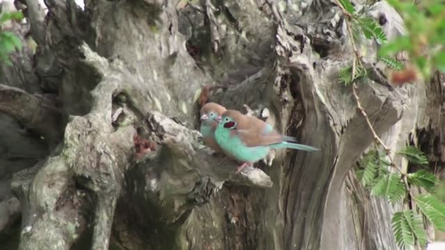 A beautiful red-cheeked bird flirting with its mate.