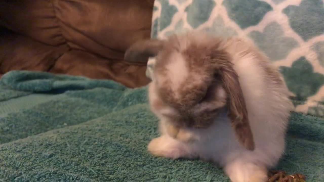 Baby bunny Opal cleans her long ears and tiny feet