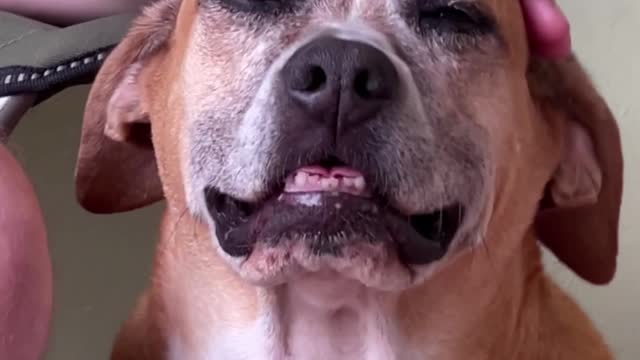 Relaxed dog being petted #shorts 🐕