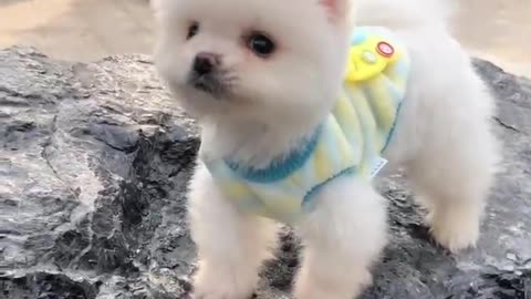 My lovely dog