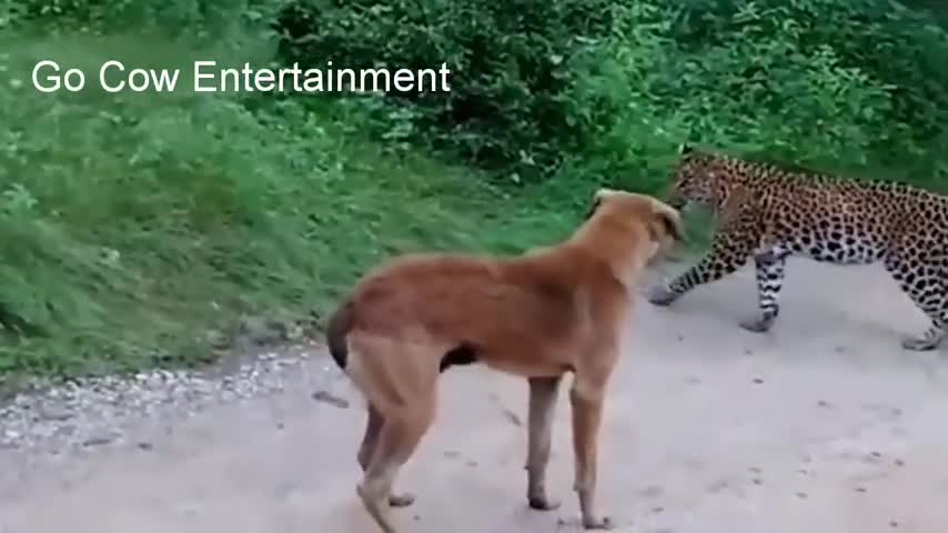 Dog vs tiger real world fight