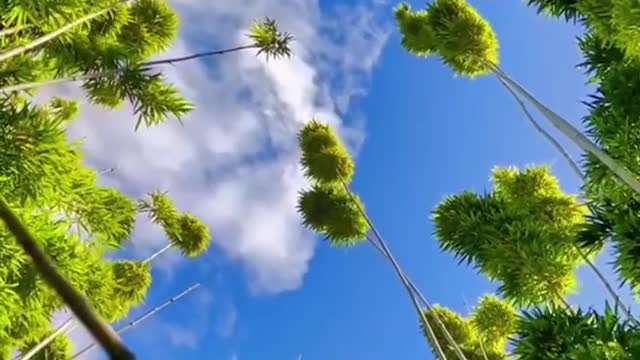 Blue Sky and white cloud