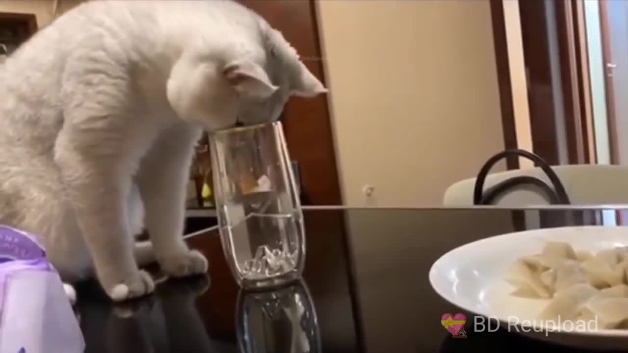 funny cat video