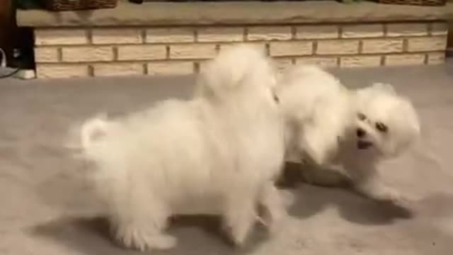 8.Meet Callie’s new cousin!!!