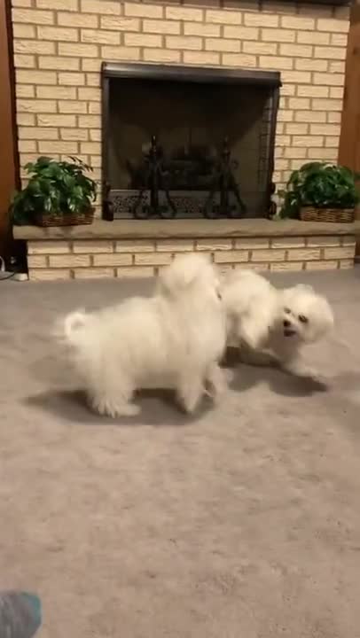 8.Meet Callie’s new cousin!!!