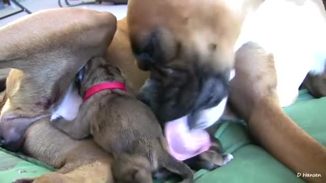 Dog Has unbelievable Birth While Standing!!