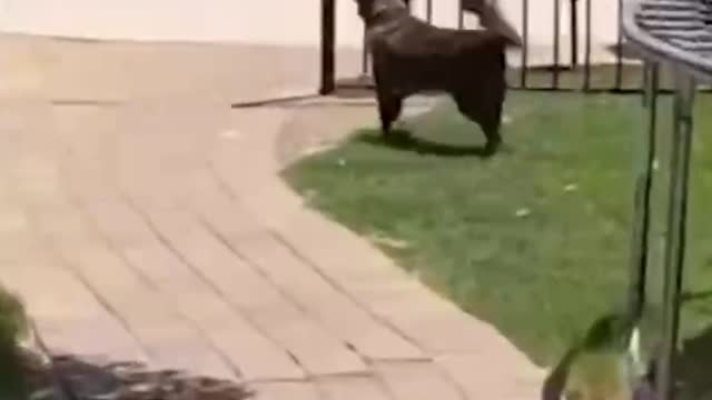 Dog frightened by his own snoring