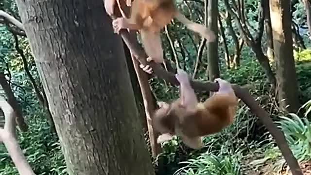 Have you never seen a monkey mother feeding2 children? How many cute monkey babies