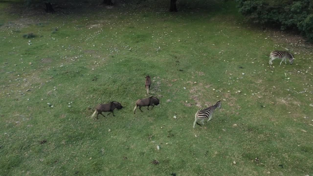 Drone Accidentally Captured Amazing footage of Animals while taking shot of Jungle