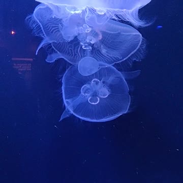 I research jellyfish on the seabed