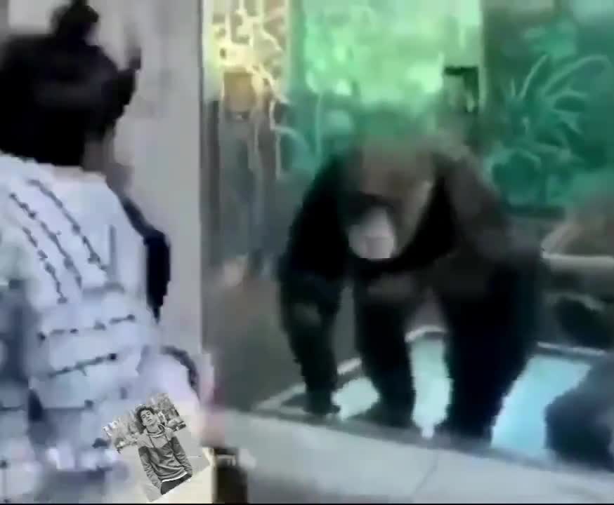 not even the gorilla could stand it, funny videos