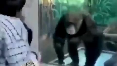 not even the gorilla could stand it, funny videos