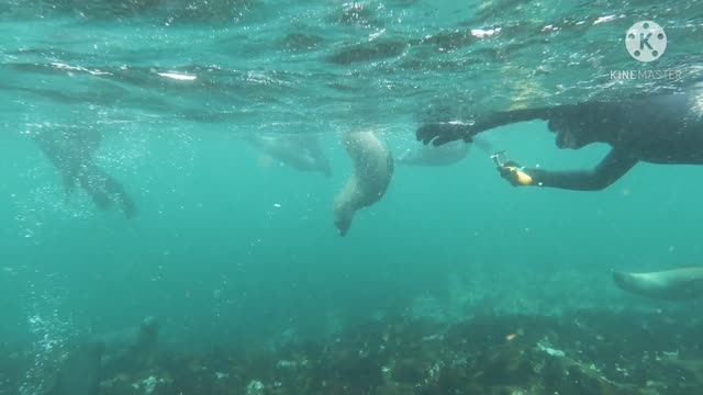 seals swimming underwater