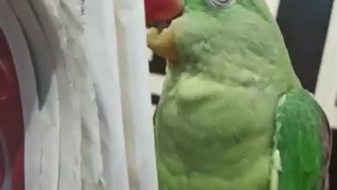 Parrot reading newspaper