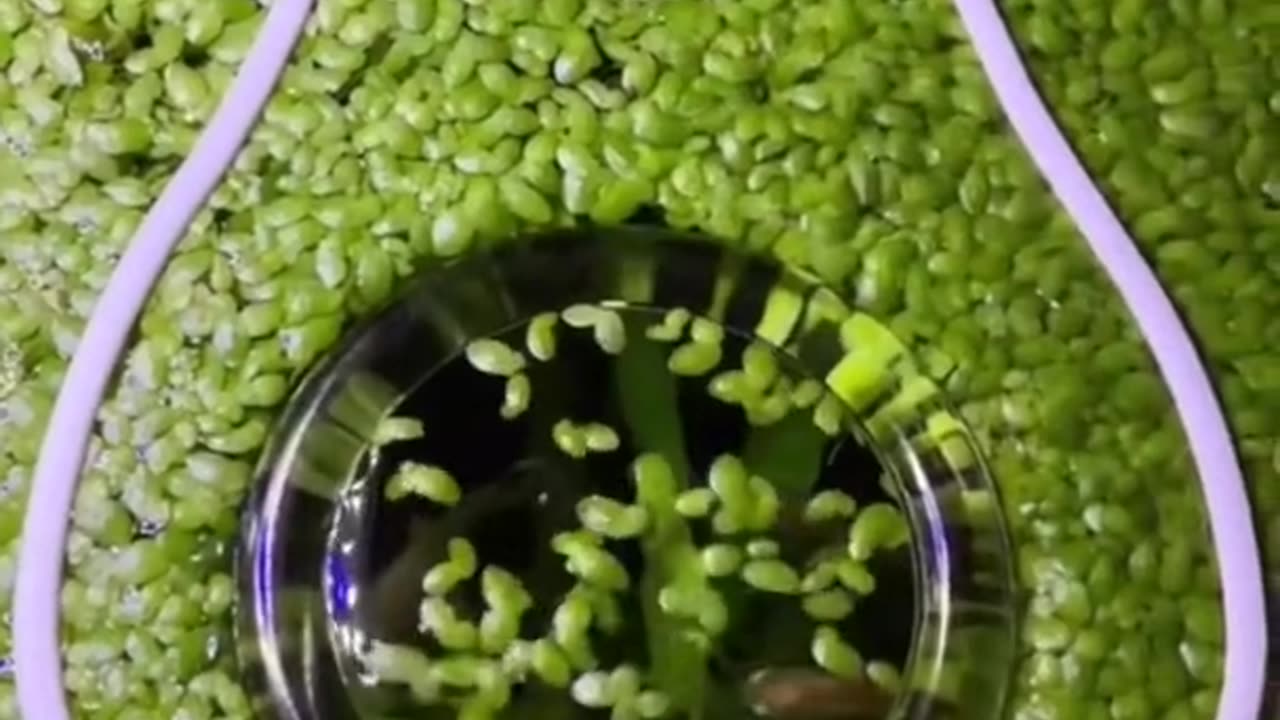 Avocado Portal 🥑