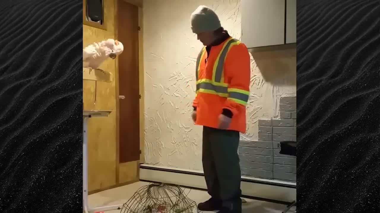 FUNNY ANIMALS CREATIVITY