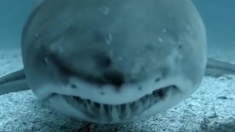 A Closer Look at the Teeth of a Great White Shark While Swimming