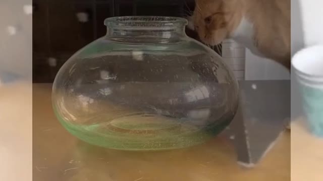 Funny Cats and Dogs