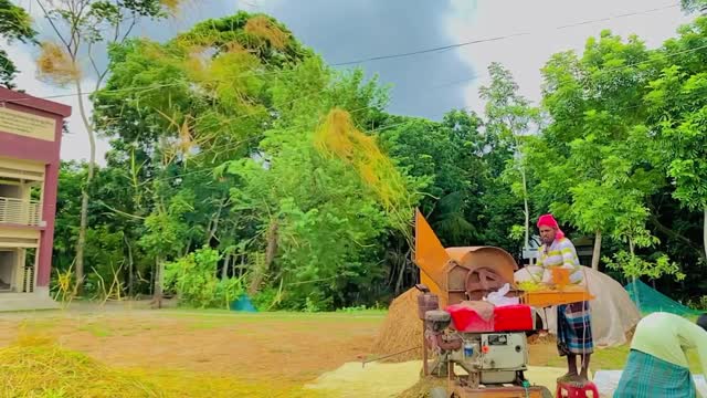 A view of rural farmers threshing rice