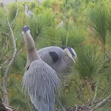 Great Blue Herons have to put on a good show to attract a mate