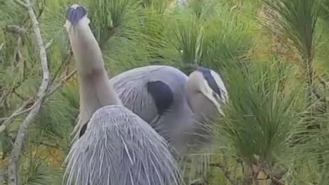 Great Blue Herons have to put on a good show to attract a mate