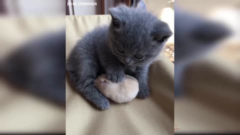 Baby Cats Cute and Funny