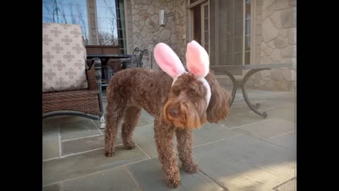 Cute Pets Celebrating the Holidays!