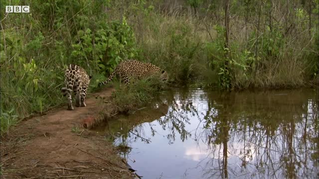 Taking Jaguar Orphans for a Swim | Jaguars Born Free | BBC Earth