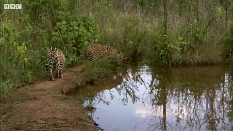 Taking Jaguar Orphans for a Swim | Jaguars Born Free | BBC Earth