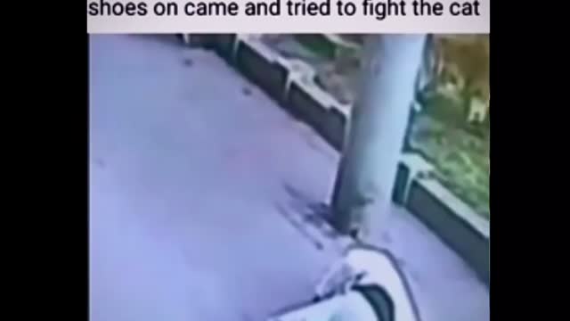 Cat Knocks a person out and dogs with shoes on fights the cat