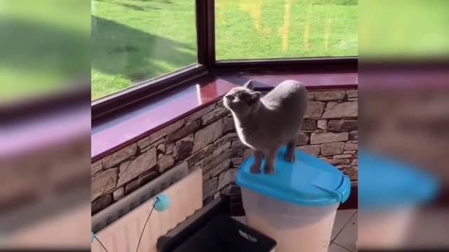 A CUTE FUNNY CAT WATCH FULL VIDEO 😂