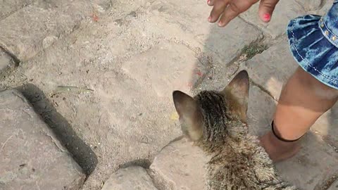 Baby girl playing with cat