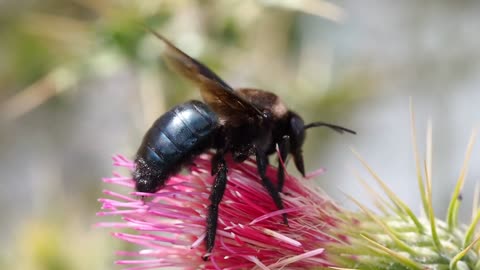 Bee Flying Away From A Flower