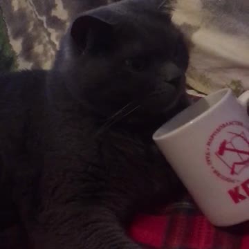 Cat perched next to the mug and does not want to leave
