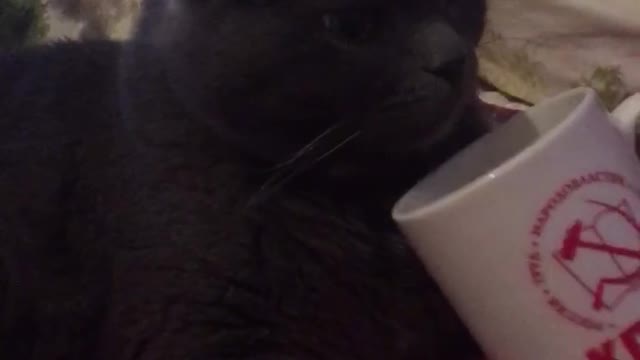 Cat perched next to the mug and does not want to leave